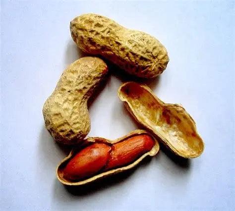Peanut-before-pressed-for-peanut-oil