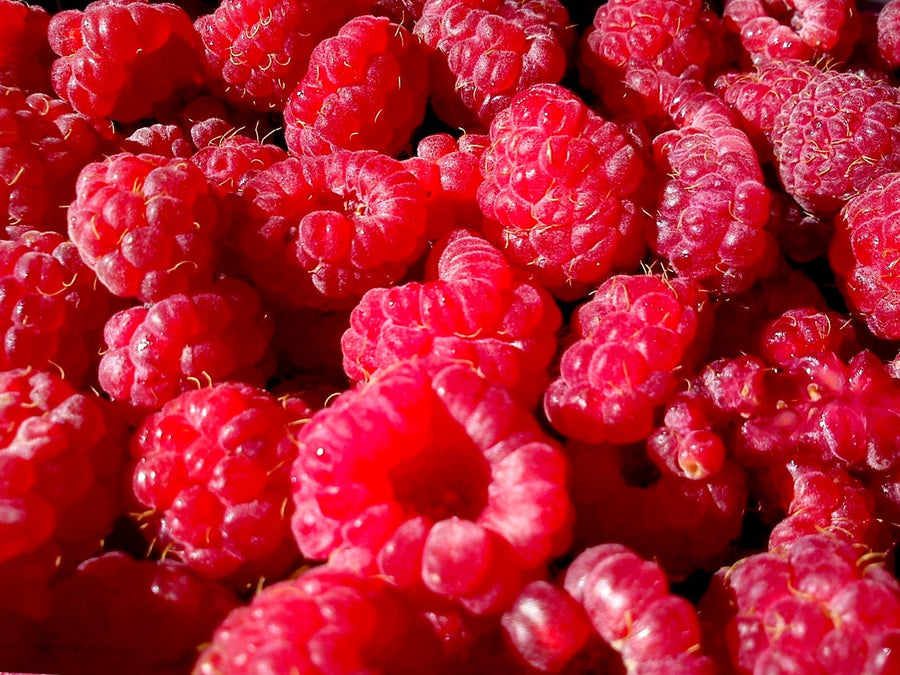 Fresh Picked Raspberries